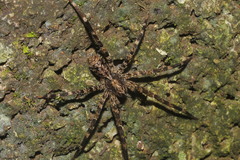 Acanthoctenus
