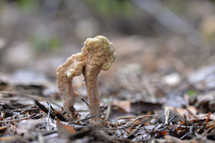 Clavariadelphus ligula