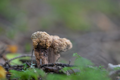 Clavariadelphus ligula