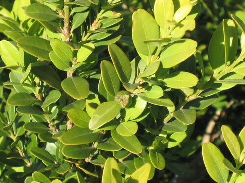 Buxus sempervirens
