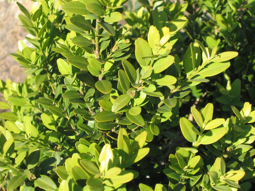 Buxus sempervirens