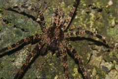 Acanthoctenus