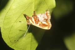 Anteros carausius carausius