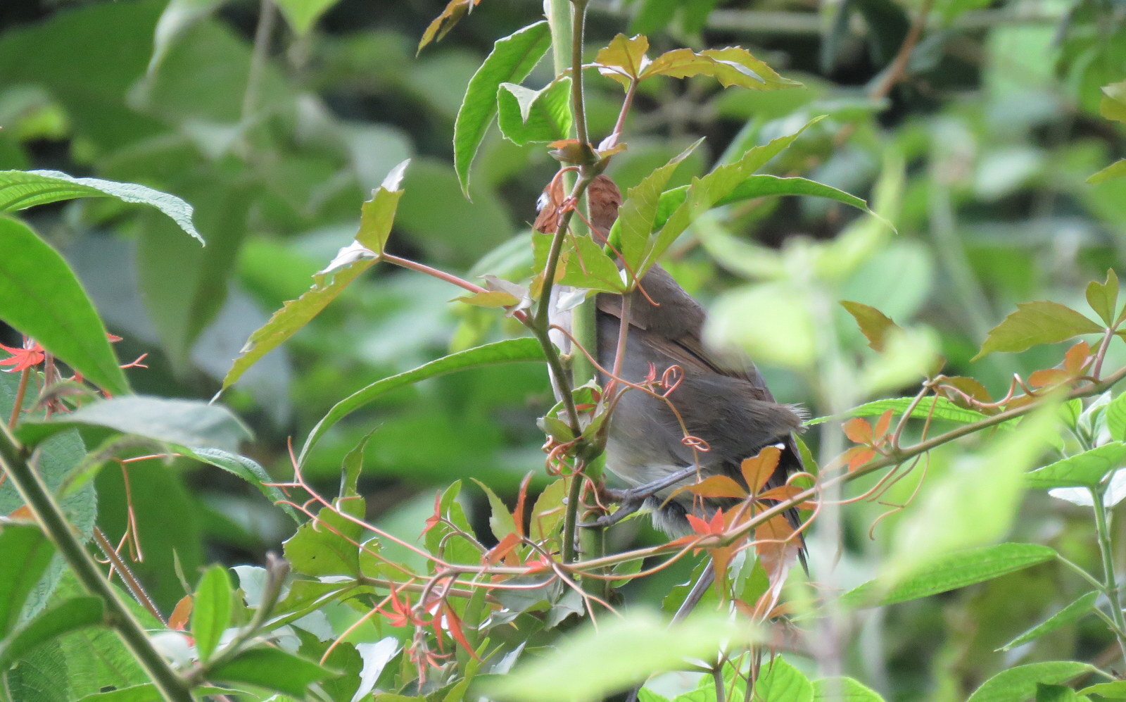 White-throated Antpitta (Grallaria albigula), photo 1