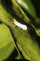 Shellenius schellenbergii