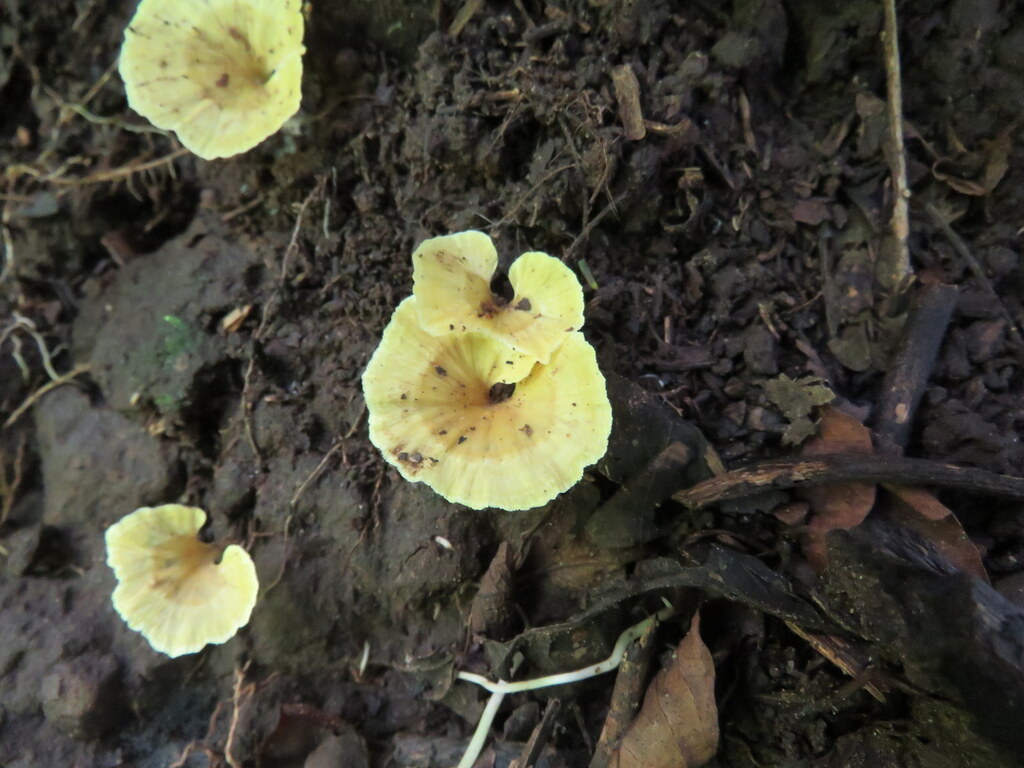 Cotylidia aurantiaca · April 2025 · photo: © diegocarau (iNaturalist, cc0)