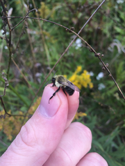 Bombus impatiens