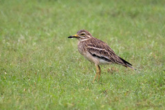 Burhinus indicus