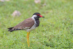 Vanellus indicus