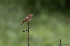 Mirafra javanica