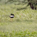 Lesser Florican - Photo (c) Uday Agashe, some rights reserved (CC BY-NC), uploaded by Uday Agashe
