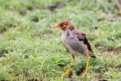 Acridotheres ginginianus