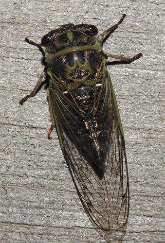 Northern Dog-day Cicada
