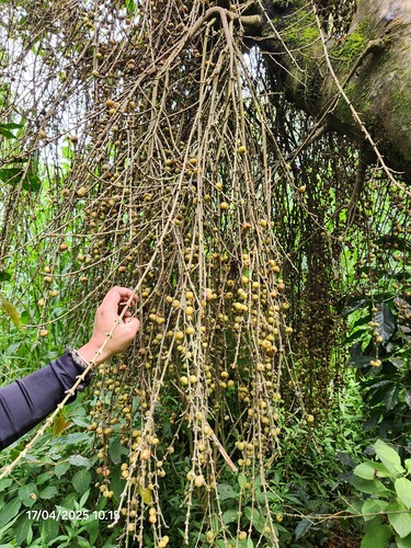 Ficus ribes observed 2025-04-17