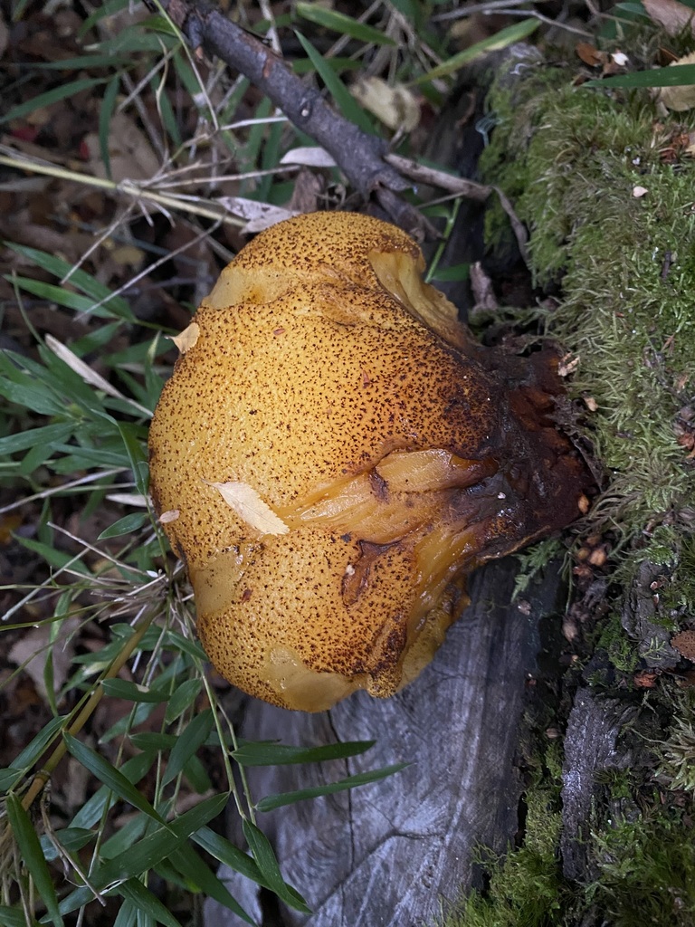 Fistulina endoxantha
