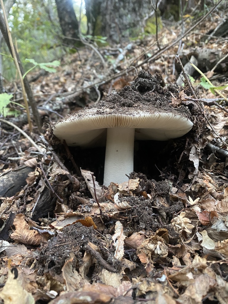Amanita merxmuelleri
