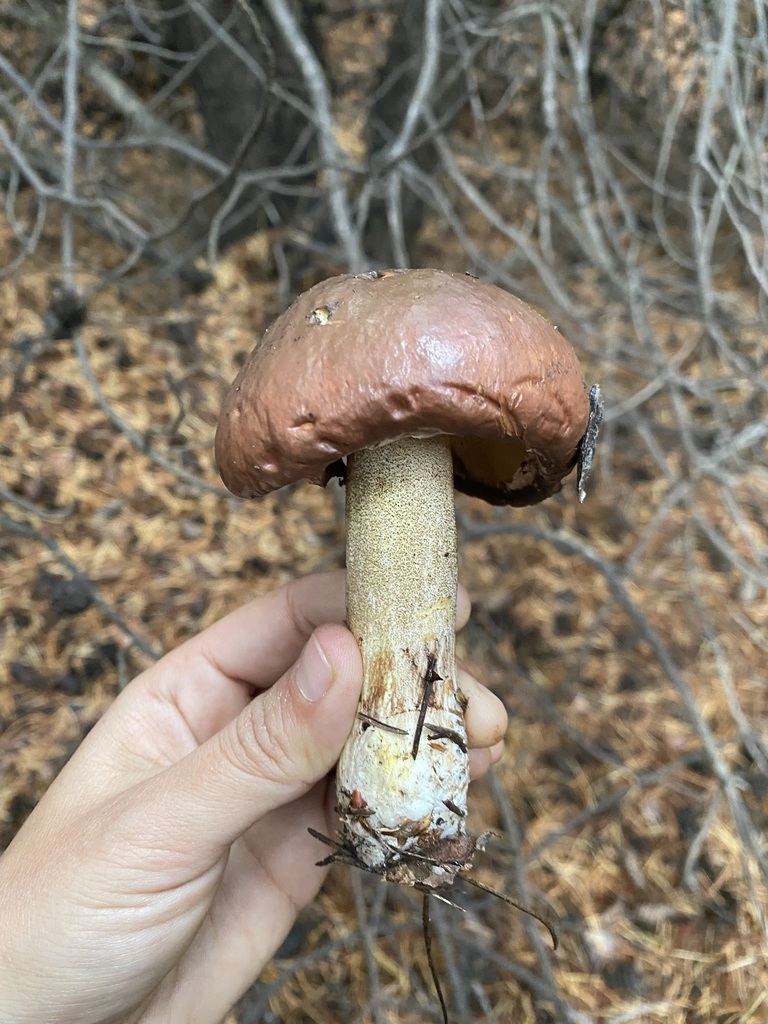 Suillus luteus · April 2025 · photo: © tutitah (iNaturalist, cc0)