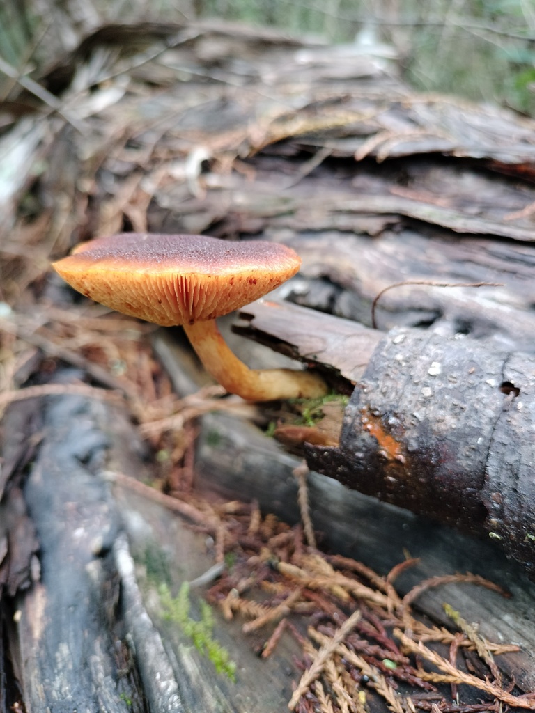 Gymnopilus purpuratus · April 2025 · photo: © bagels_nz (iNaturalist, cc0)