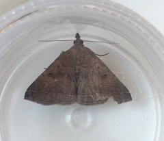 Pechipogo plumigeralis