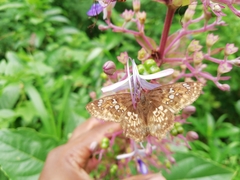 Caprona ransonnettii