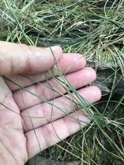 Eleocharis wolfii