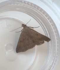 Pechipogo plumigeralis