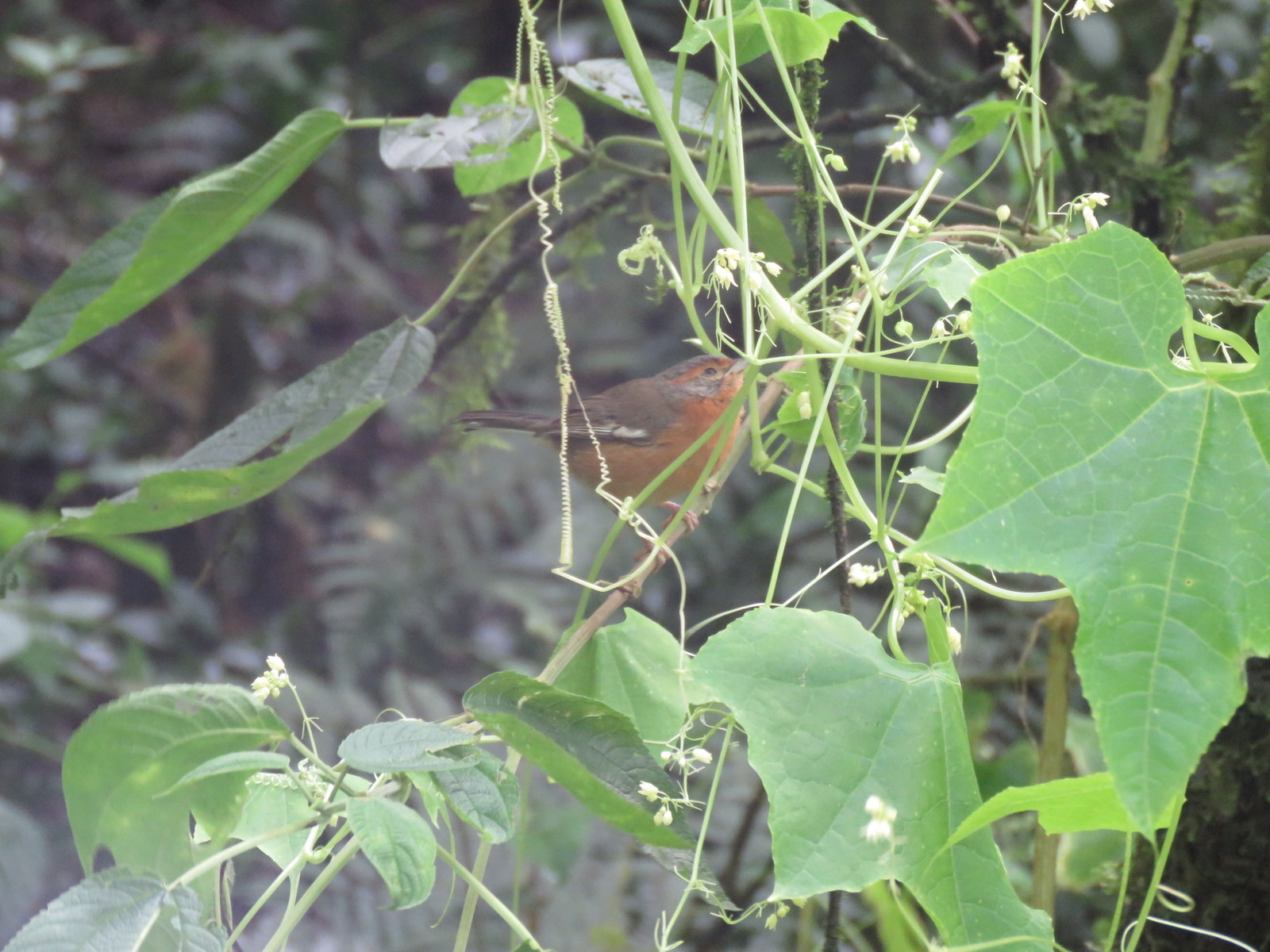 Rusty-browed Warbling Finch (Microspingus erythrophrys), photo 5