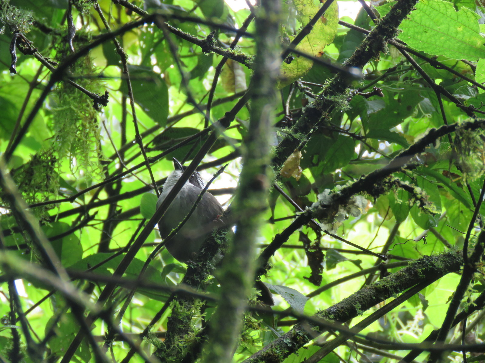 White-browed Brushfinch (Arremon torquatus), photo 2