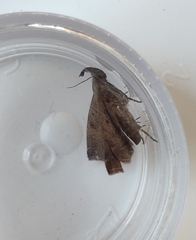 Pechipogo plumigeralis