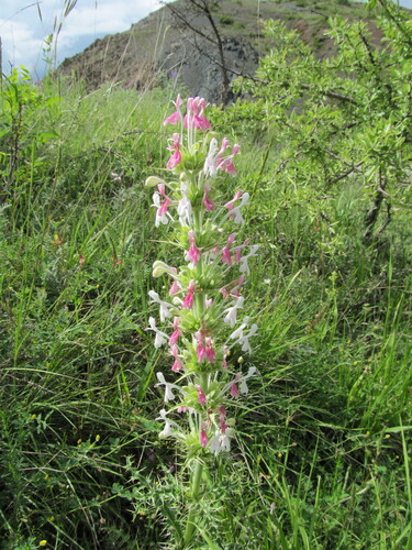 Morina persica, photograph 4