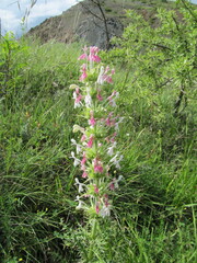 Morina persica, photograph (c) zebedeugalinha, some rights reserved (CC BY)