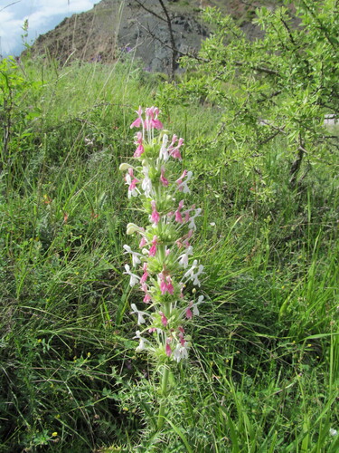 Morina persica, photograph 2