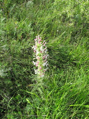 Morina persica, photograph (c) zebedeugalinha, some rights reserved (CC BY)