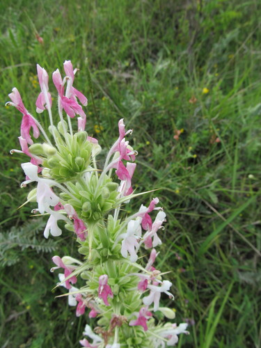 Morina persica, photograph 5