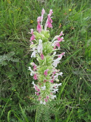Morina persica, photograph (c) zebedeugalinha, some rights reserved (CC BY)