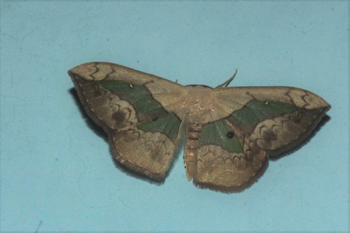 Semaeopus nisa