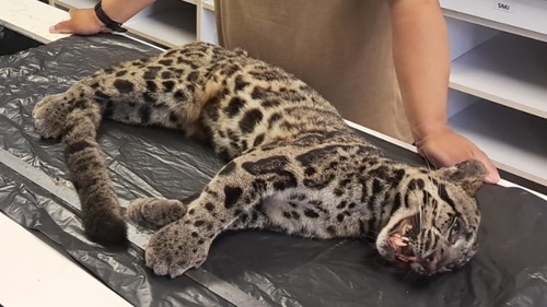 スンダウンピョウ