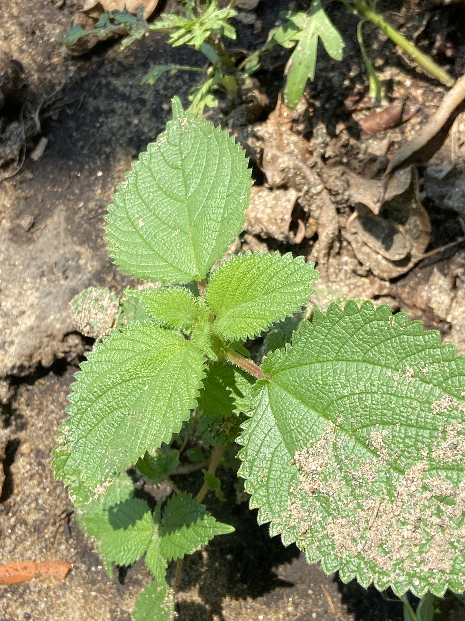 Laportea aestuans (Laportea aestuans)