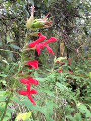Salvia fulgens