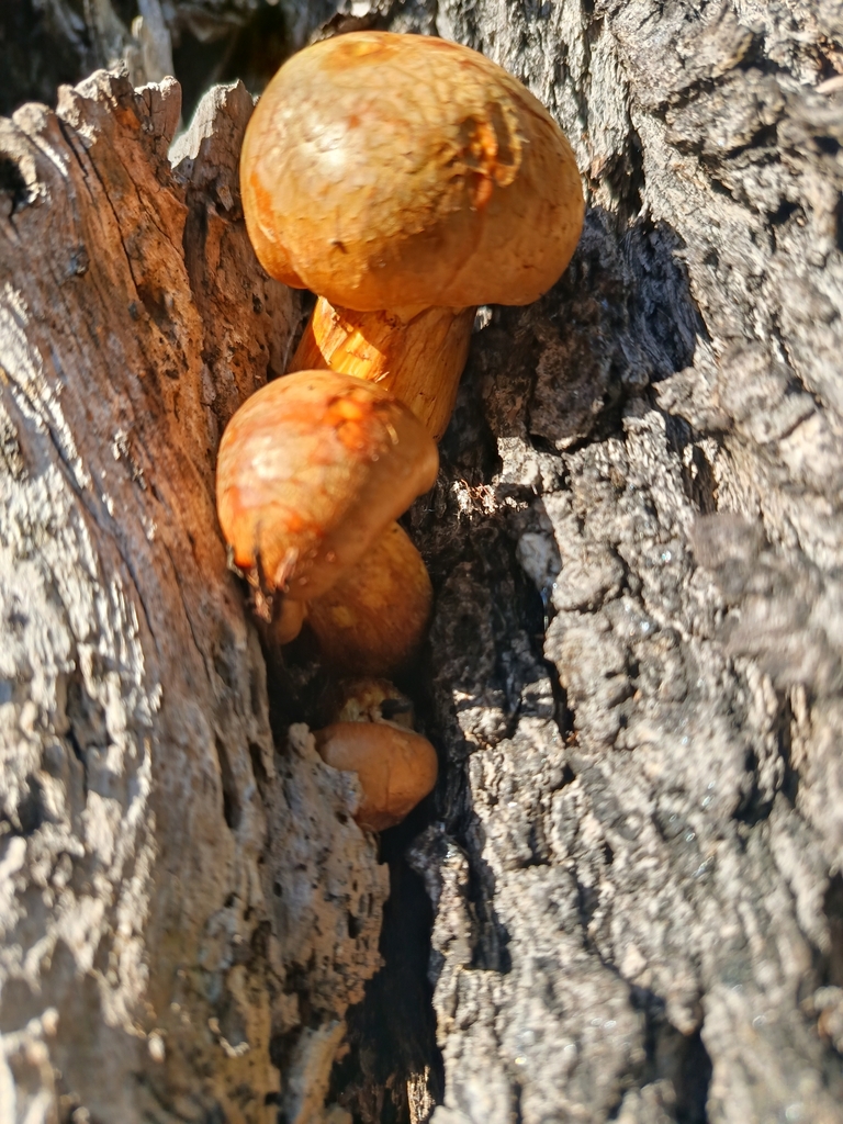 Gymnopilus junonius · April 2025 · photo: © pinkiellie (iNaturalist, cc0)