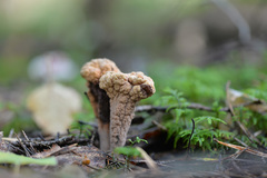 Clavariadelphus ligula