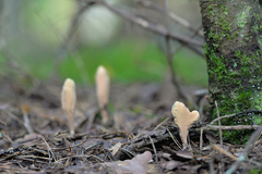 Clavariadelphus ligula