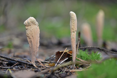 Clavariadelphus ligula