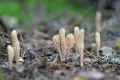 Clavariadelphus ligula