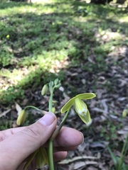 Albuca flaccida