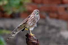 Accipiter badius