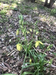 Albuca flaccida