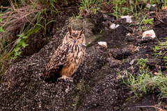 Bubo bengalensis