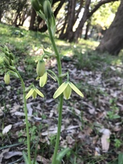 Albuca flaccida
