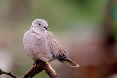 Streptopelia decaocto